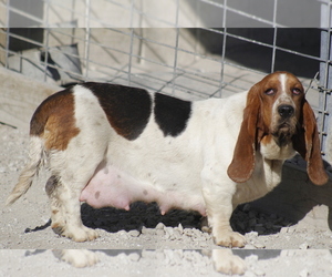 Mother of the Basset Hound puppies born on 03/03/2024