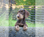 Small #1 Dachshund