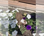 Small #3 Boston Terrier