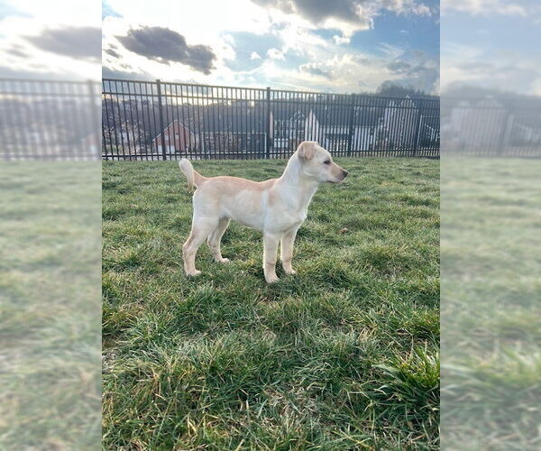 Medium Photo #3 Mutt Puppy For Sale in Springdale, PA, USA