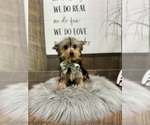 Small #7 Yorkshire Terrier