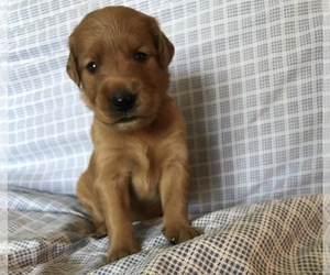 Golden Retriever Puppy for sale in HOLDEN, MO, USA