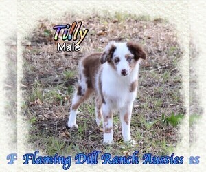 Miniature Australian Shepherd Puppy for Sale in FORESTBURG, Texas USA