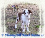 Image preview for Ad Listing. Nickname: Tilly