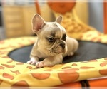 Small #12 French Bulldog
