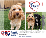 Bean - Male Maltipoo (Toy) Dog for Adoption - Small photo