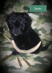 Pom-A-Poo Puppy for sale in CLEVELAND, ND, USA