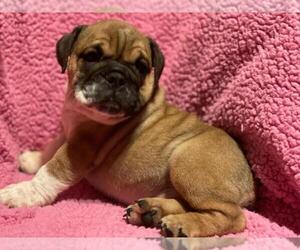 View Ad English Bulldog Puppy For Sale Near Massachusetts Boston Usa Adn 234423
