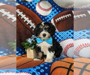 Bernedoodle (Miniature) Puppy for sale in OXFORD, PA, USA