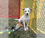 Small #2 Basset Hound-Red Heeler Mix