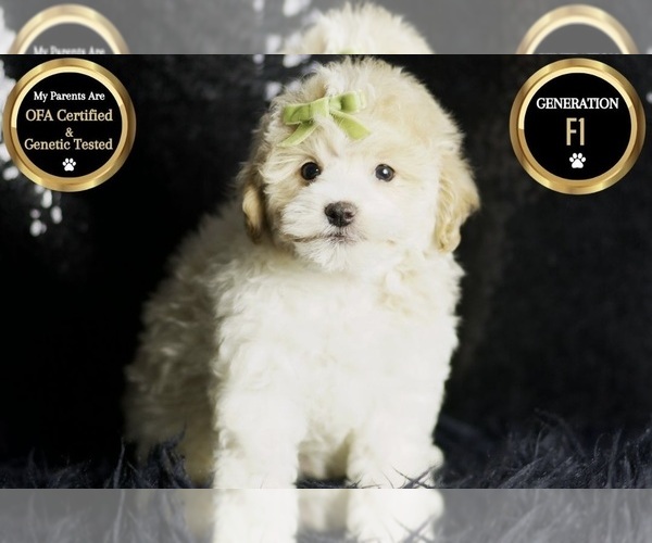 Medium Photo #86 Maltipoo Puppy For Sale in WARSAW, IN, USA
