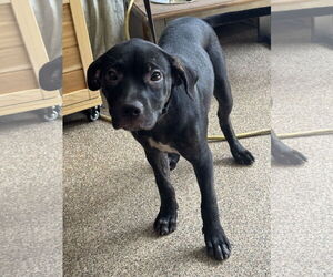 Medium Labrador Retriever Mix