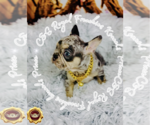 French Bulldog Puppy for sale in ATHENS, GA, USA