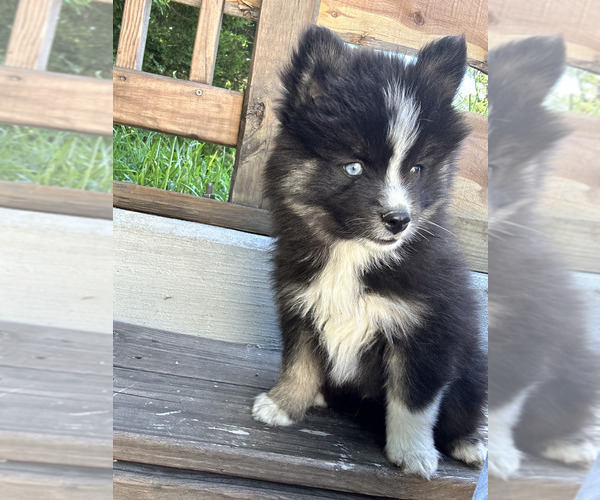 Medium Photo #1 Pomsky Puppy For Sale in WAXAHACHIE, TX, USA