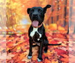 Small #3 American Pit Bull Terrier Mix