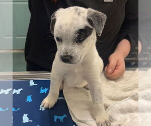 Mutt Dogs for adoption in Chico, CA, USA