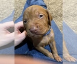 Small Photo #1 Vizsla Puppy For Sale in GAITHERSBURG, MD, USA