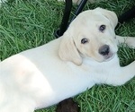 Small #2 Labrador Retriever