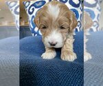 Small Photo #2 Goldendoodle (Miniature) Puppy For Sale in WINNECONNE, WI, USA