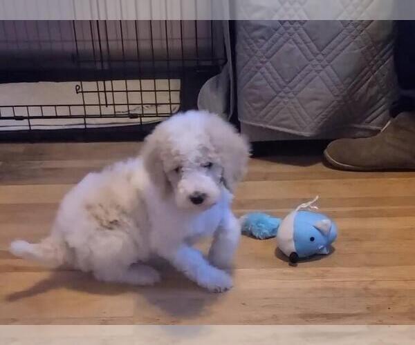 Medium Photo #3 Poodle (Standard) Puppy For Sale in PAONIA, CO, USA