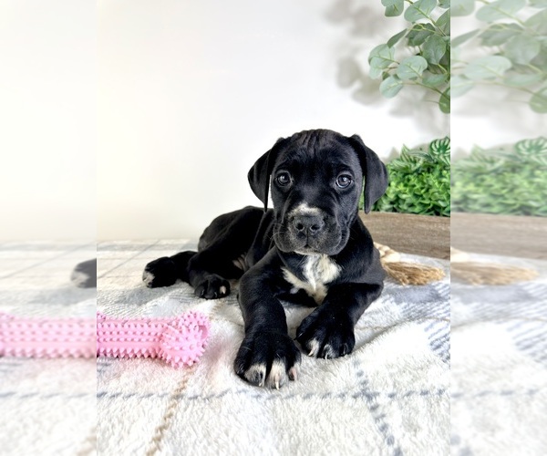 Medium Photo #2 Cane Corso Puppy For Sale in GREENFIELD, IN, USA