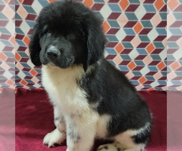 Medium Photo #3 Newfoundland Puppy For Sale in BERESFORD, SD, USA