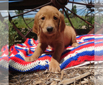 Puppy Selene Golden Retriever
