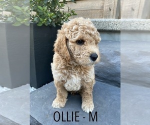 Goldendoodle-Poodle (Miniature) Mix Puppy for sale in MILLERSBURG, OH, USA
