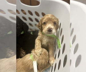 Cocker Spaniel Puppy for sale in POUNDING MILL, VA, USA