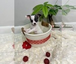 Small Photo #6 Chihuahua Puppy For Sale in WINSTON SALEM, NC, USA