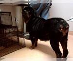Small Rottweiler Mix