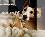 Small #15 American Pit Bull Terrier Mix