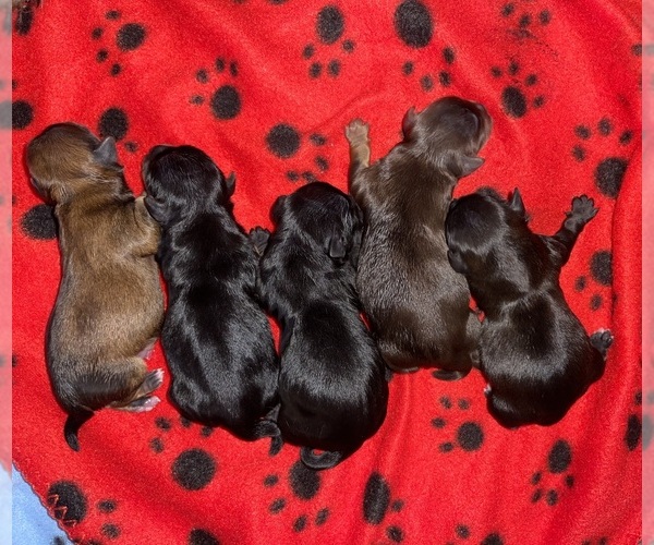 Medium Photo #1 Yorkshire Terrier Puppy For Sale in SAN ANTONIO, TX, USA