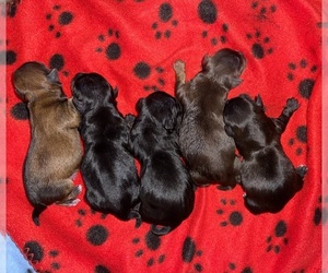 Yorkshire Terrier Puppy for sale in SAN ANTONIO, TX, USA