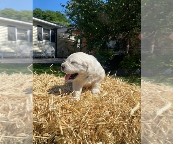 Medium Photo #11 English Cream Golden Retriever Puppy For Sale in ARCHBALD, PA, USA