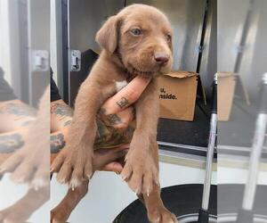 Labrador Retriever-Unknown Mix Dogs for adoption in San Antonio, TX, USA