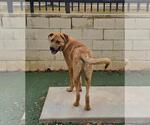 Small #1 Mastador