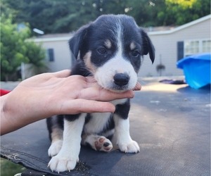 Border Collie Puppy for Sale in TIFTON, Georgia USA