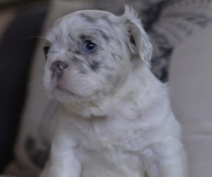 French Bulldog Puppy for sale in MALDEN, MA, USA