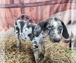 Small #18 Catahoula Leopard Dog