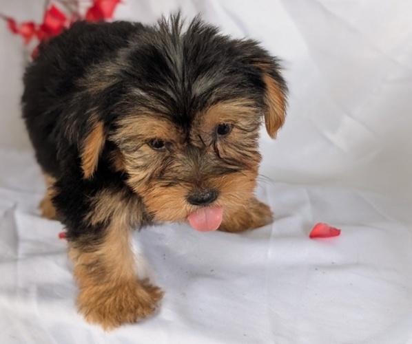 Medium Photo #45 Yorkshire Terrier Puppy For Sale in GOSHEN, IN, USA