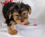Small #8 Yorkshire Terrier