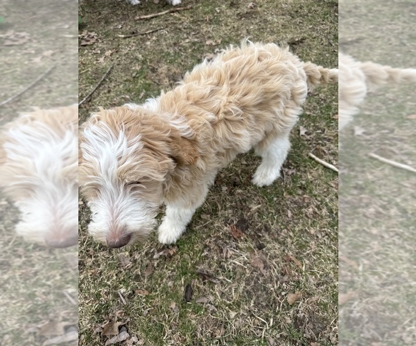 Medium Photo #104 Aussie-Poo-Goldendoodle Mix Puppy For Sale in COMMERCE, MI, USA