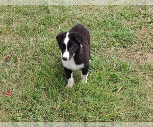 Border Collie Dogs for adoption in WEST LIBERTY, KY, USA