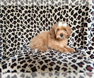 Cockapoo Puppy for sale in LAKELAND, FL, USA