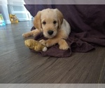 Small Photo #6 Goldendoodle Puppy For Sale in JEDDO, MI, USA