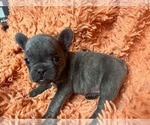 Small Photo #1 French Bulldog Puppy For Sale in RESACA, GA, USA