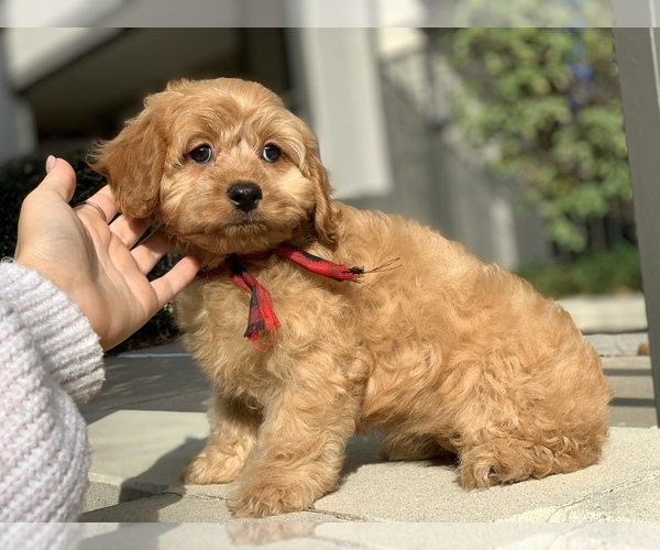 Medium Photo #1 Cavapoo Puppy For Sale in HOUSTON, TX, USA