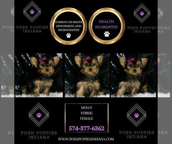 Medium Photo #3 Yorkshire Terrier Puppy For Sale in WARSAW, IN, USA