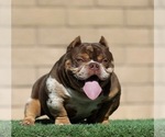 Small Photo #1 American Bully Puppy For Sale in LA JOLLA, CA, USA